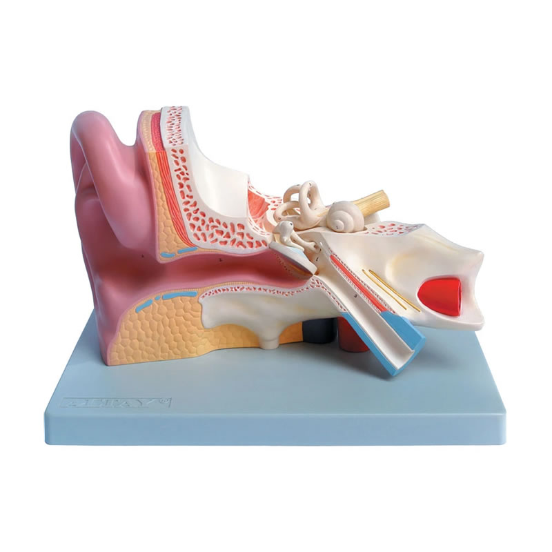 Modello Anatomico Orecchio – 3 parti – 3X