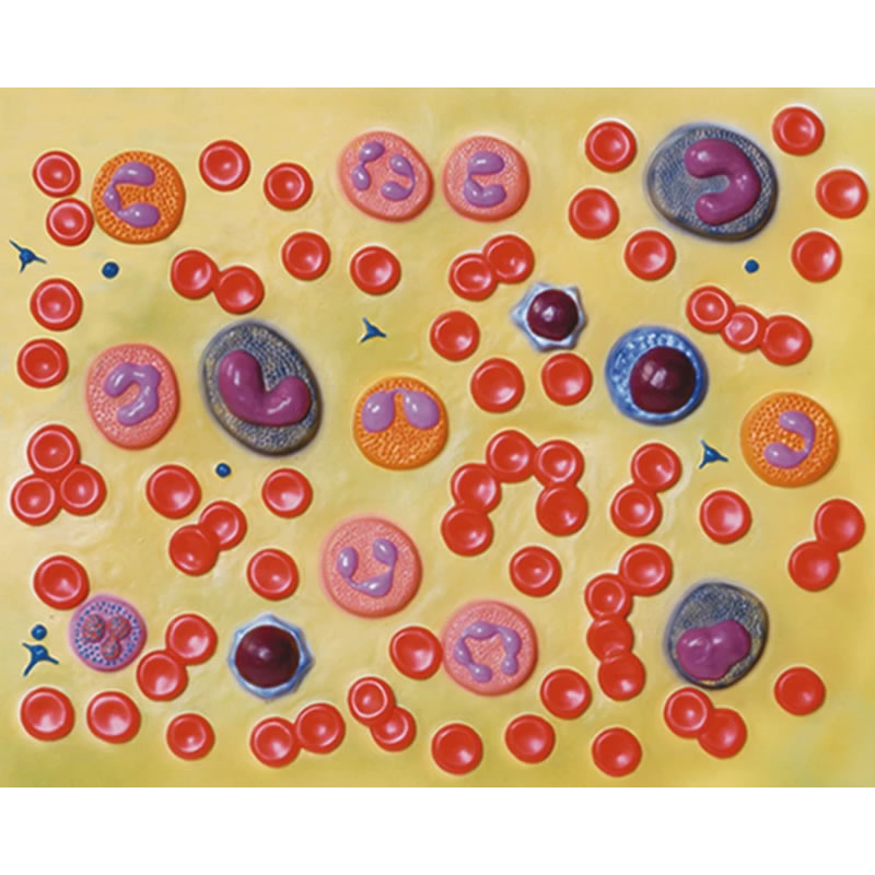 Modello Cellule del Sangue – Ingrandimento 2.000x